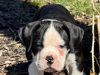 Alapaha Blue Blood Bulldog dogs BEA Falcon - Ad 7