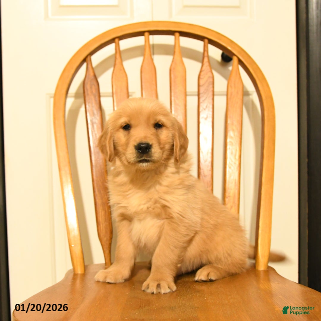 Golden Retriever dogs for sale: Bono - Ad 1