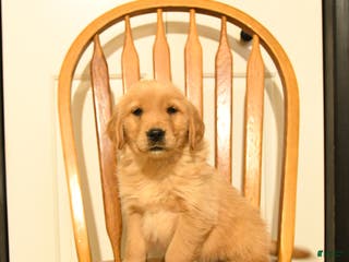 Golden Retriever dogs Bono - Ad 14