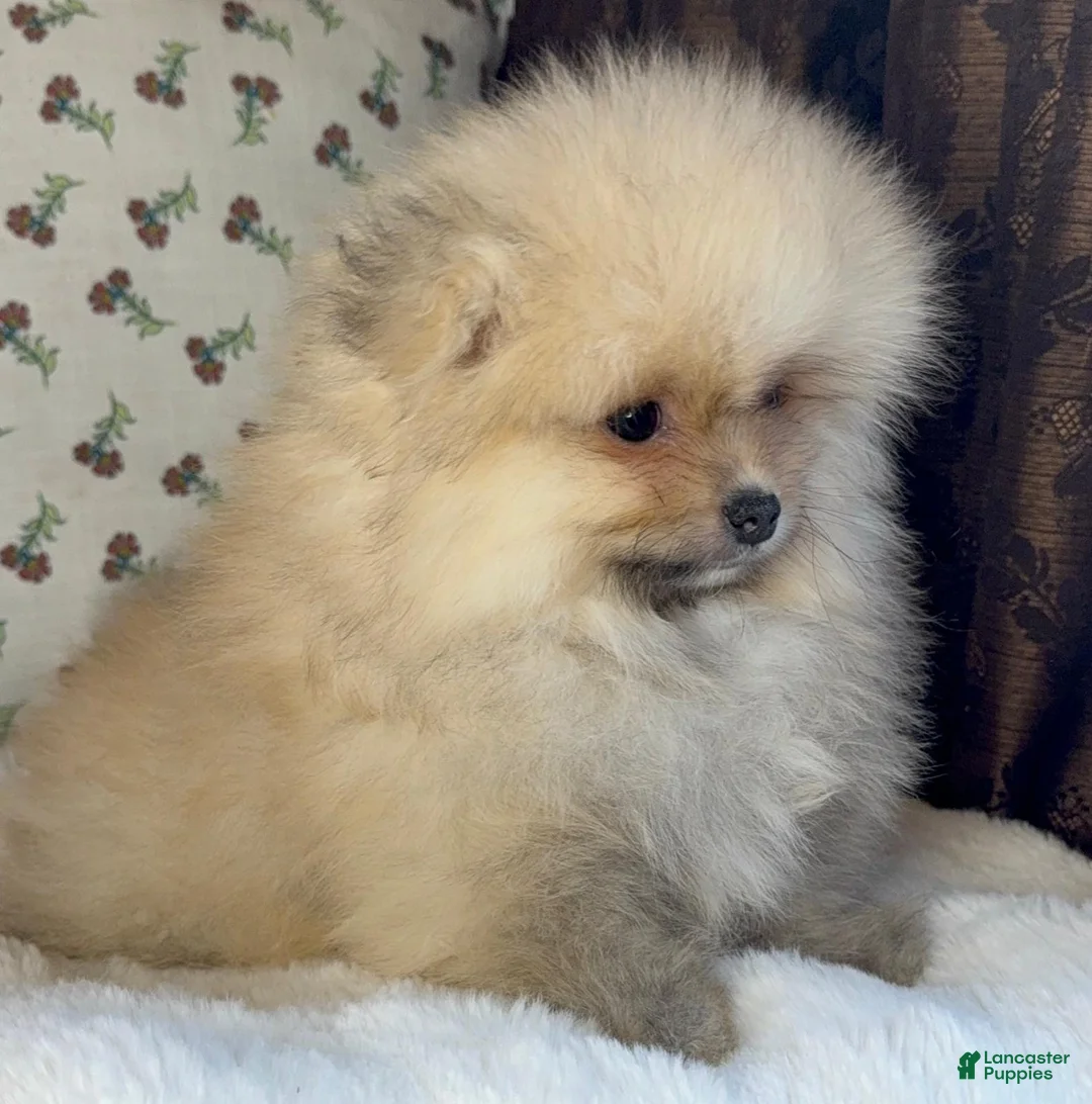 Pomeranian dogs for sale: Pomeranian Puppy Teddy - Ad 6
