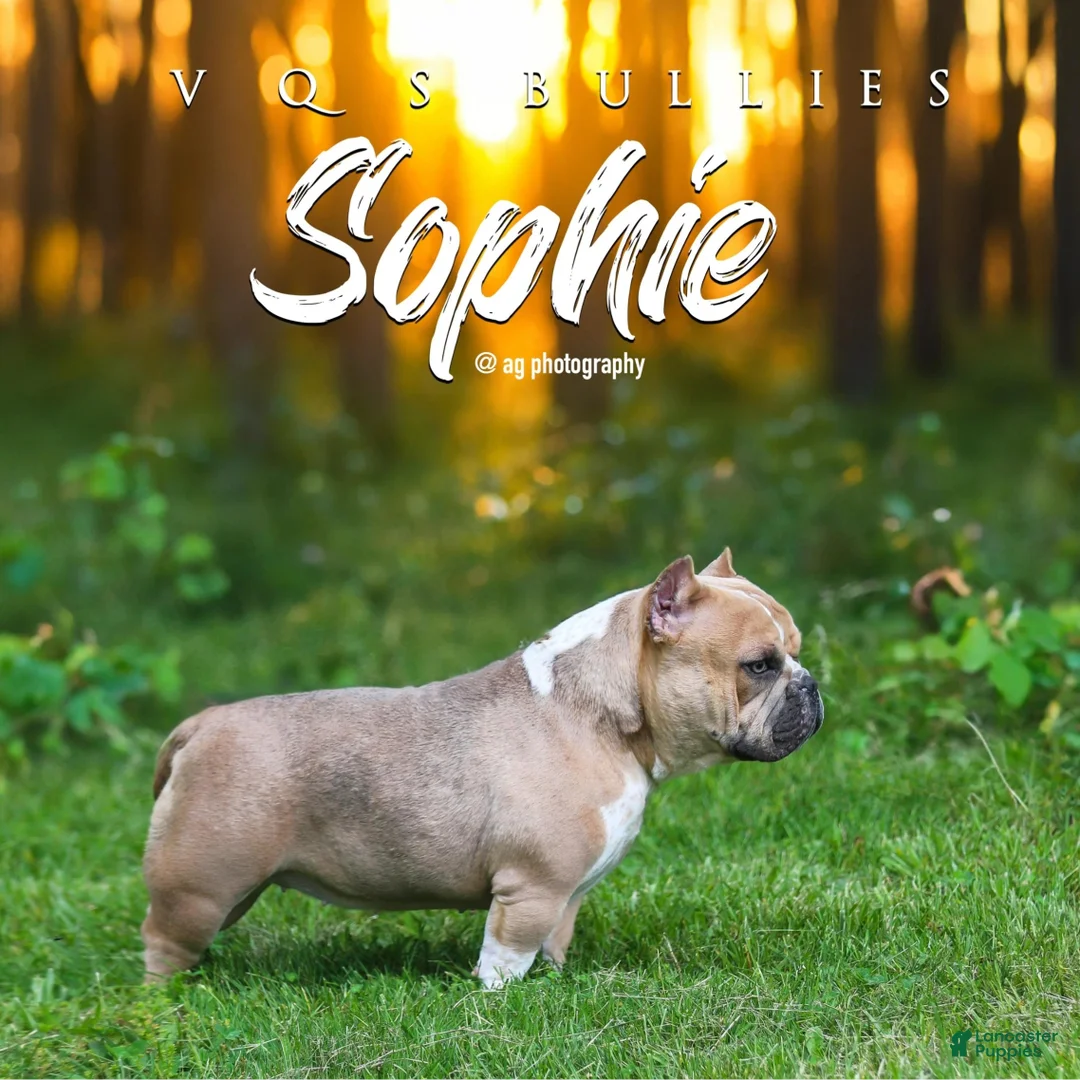 American Bully dogs for sale: American Bully Puppy 1 - Ad 6