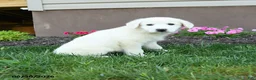 Maremma Sheepdog dogs for sale: Evie - Ad 4