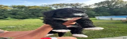 Bernedoodle dogs for sale: Frank  - Ad 2