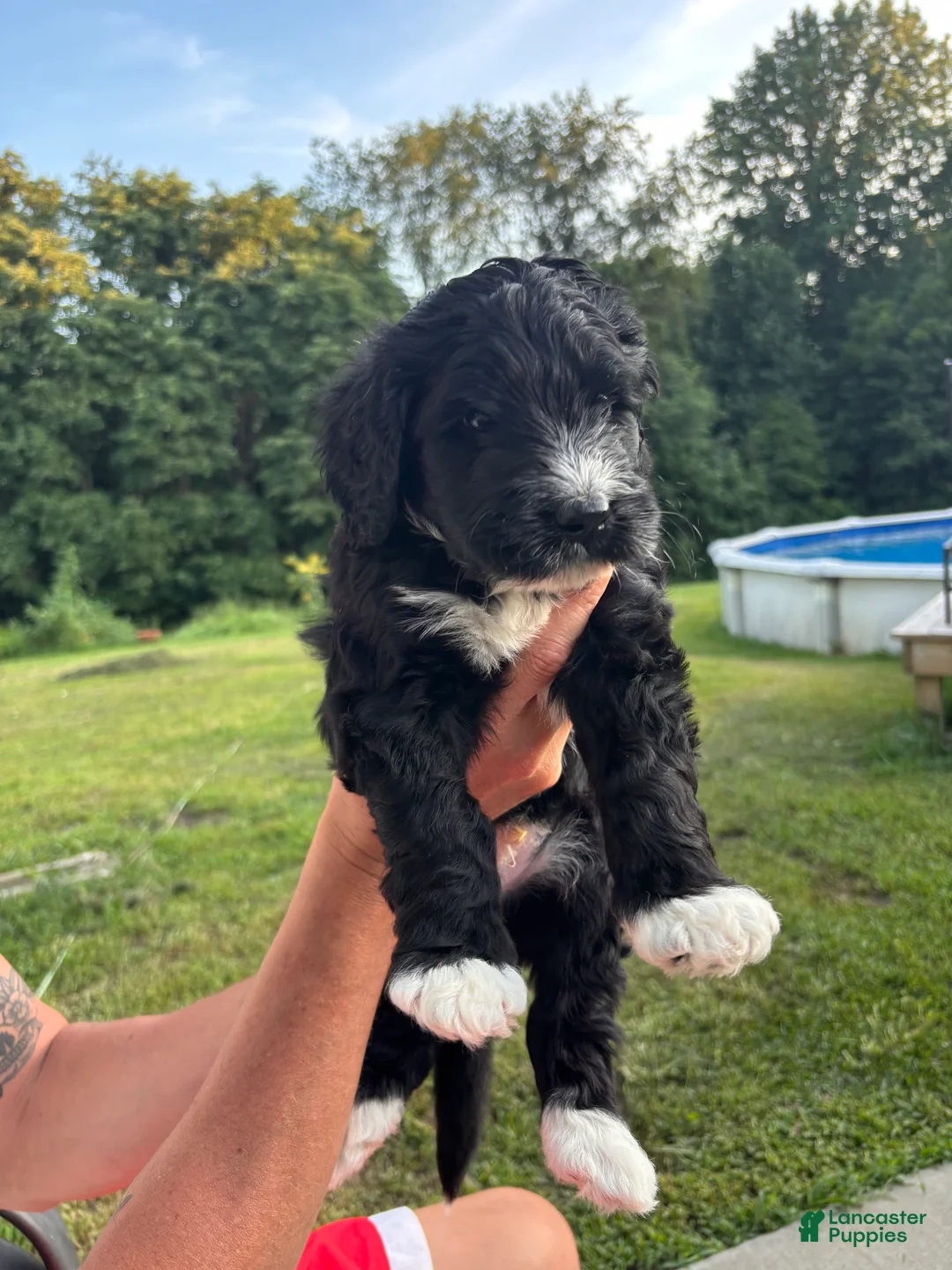 Bernedoodle dogs for sale: Frank  - Ad 2
