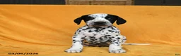 Dalmatian dogs for sale: Cam  - Ad 3