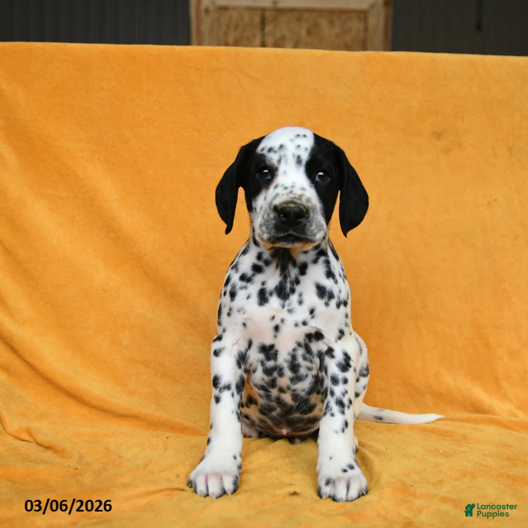 Dalmatian dogs for sale: Cam  - Ad 3