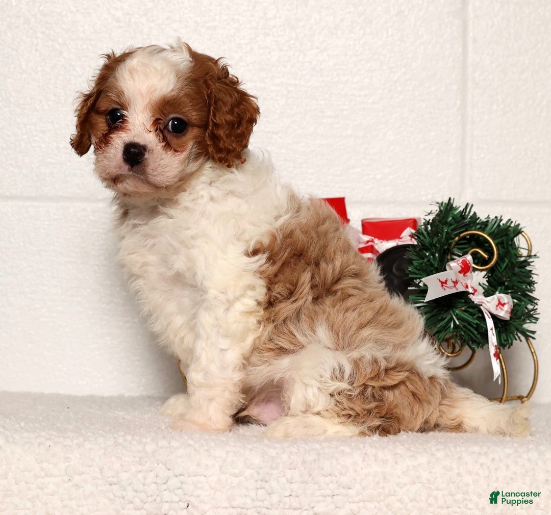 Cavapoo dogs for sale: Charles - Ad 9