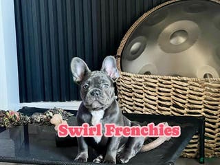 French Bulldog dogs MISO - Ad 7