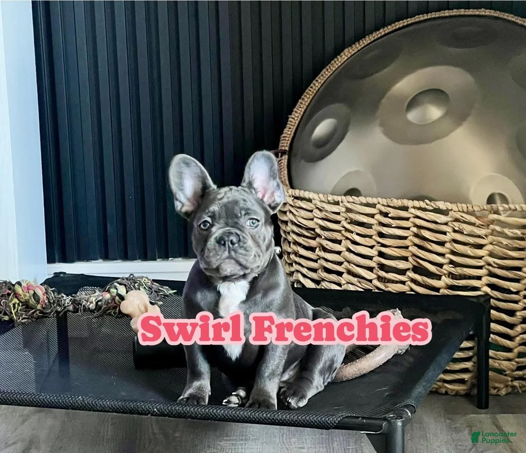 French Bulldog dogs for sale: MISO - Ad 3