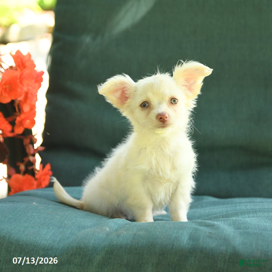 Chihuahua dogs Paisley - Ad 1