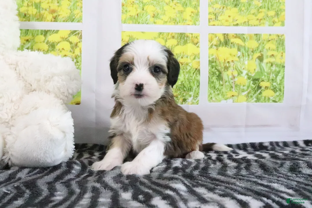 Mini Bernedoodle dogs for sale: Ryker - Ad 5
