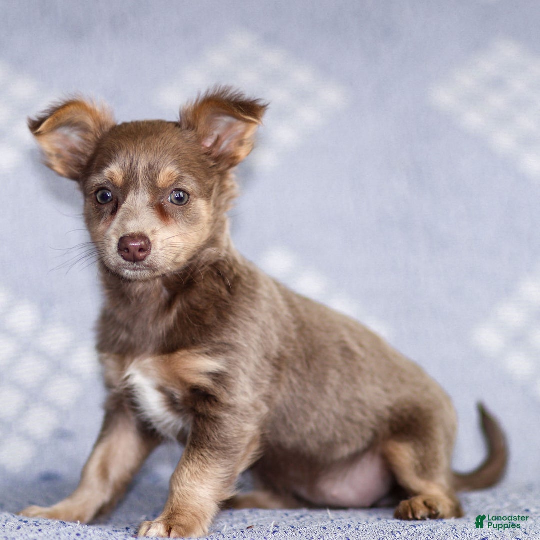 Chihuahua dogs for sale: Pamela - Ad 7