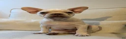 French Bulldog dogs for sale: French Bulldog 1 - Ad 7