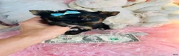 Yorkshire Terrier dogs for sale: Teacup/Pocketbook Yorkshire Terrier 1 - Ad 3