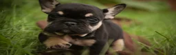 French Bulldog dogs for sale: Finn French Bulldog  - Ad 4