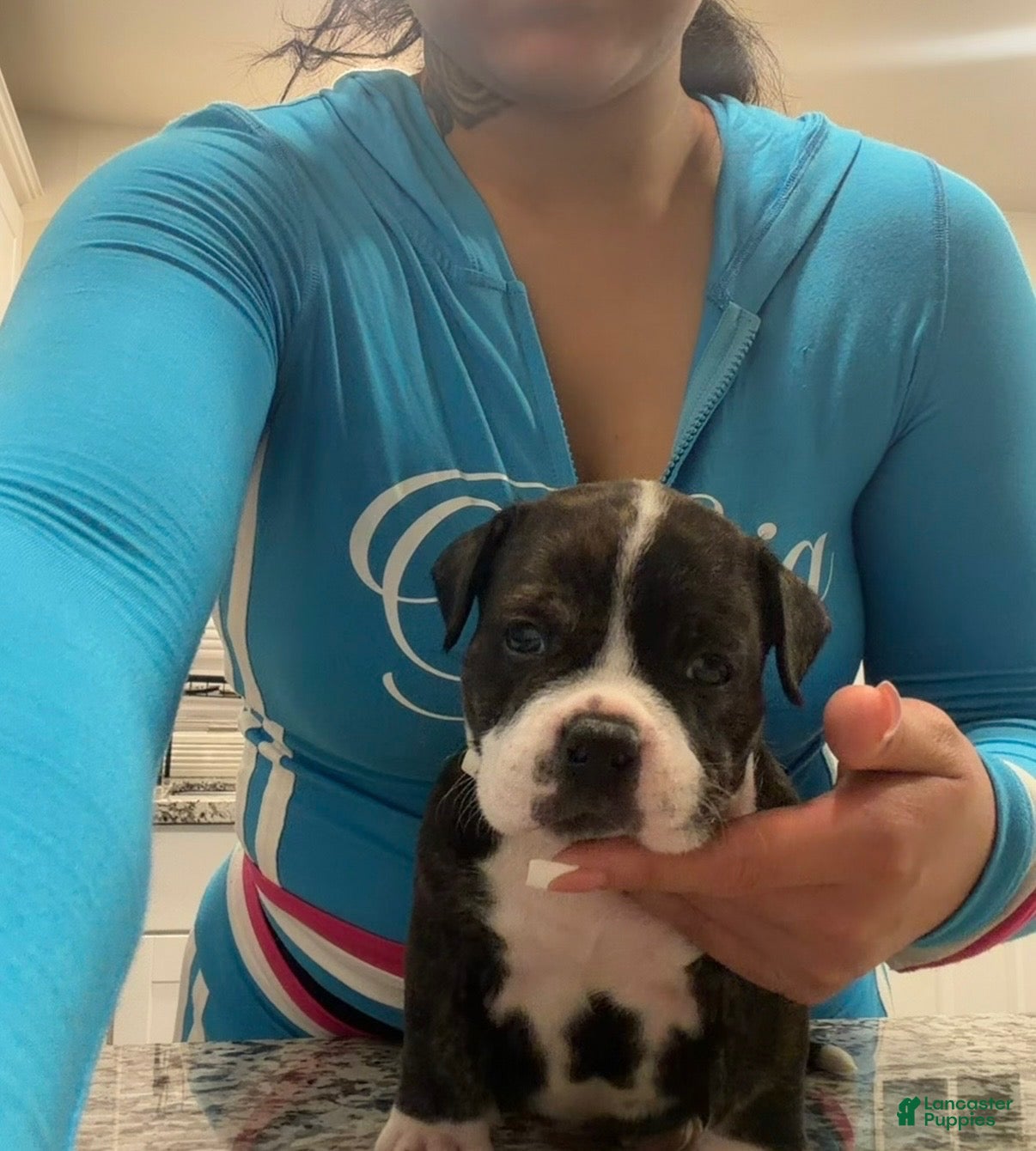 American Bully dogs American Bully 1 - Ad 1