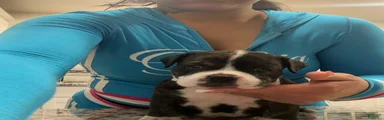 American Bully 1