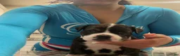 American Bully dogs for sale: American Bully 1 - Ad 1