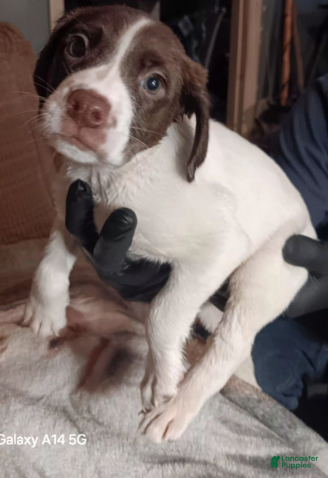 German Shorthaired Pointer dogs Willow - Ad 40