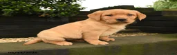 Labrador Retriever dogs for sale: Peaches - Ad 3
