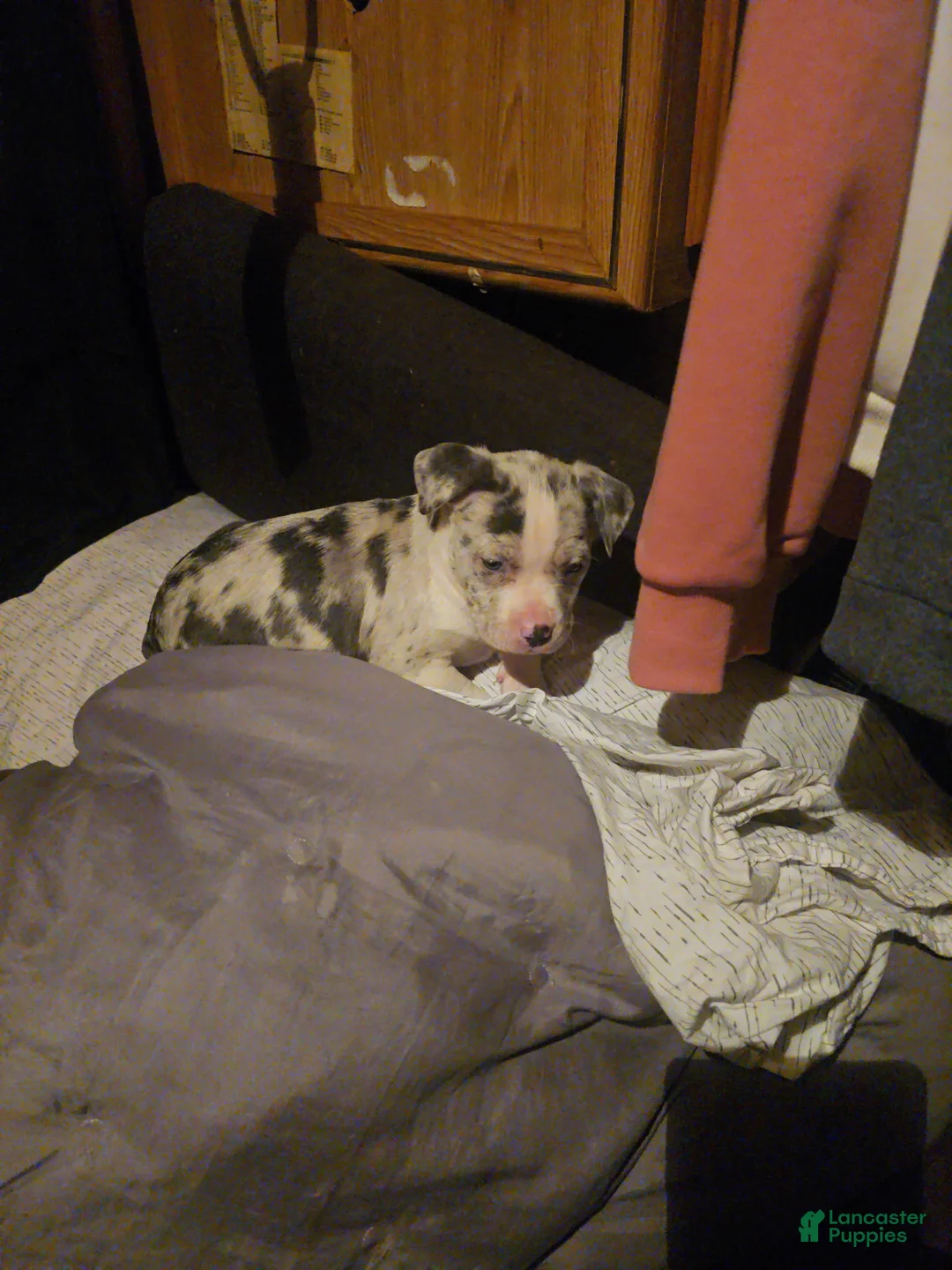 Mixed Breed dogs for sale: Mixed Breed Puppy 1 - Ad 6