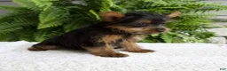 Yorkshire Terrier dogs for sale: Tammy - Ad 3