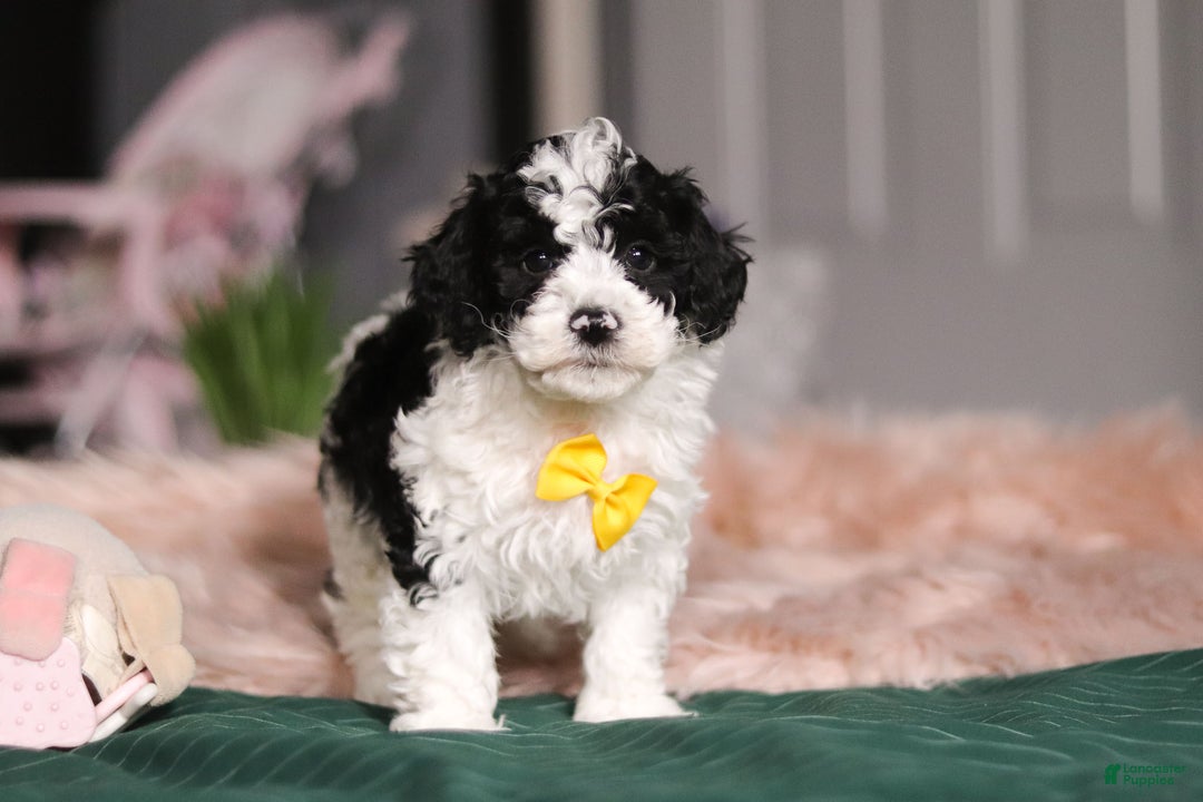 Miniature Poodle dogs for sale: Carson - Ad 3