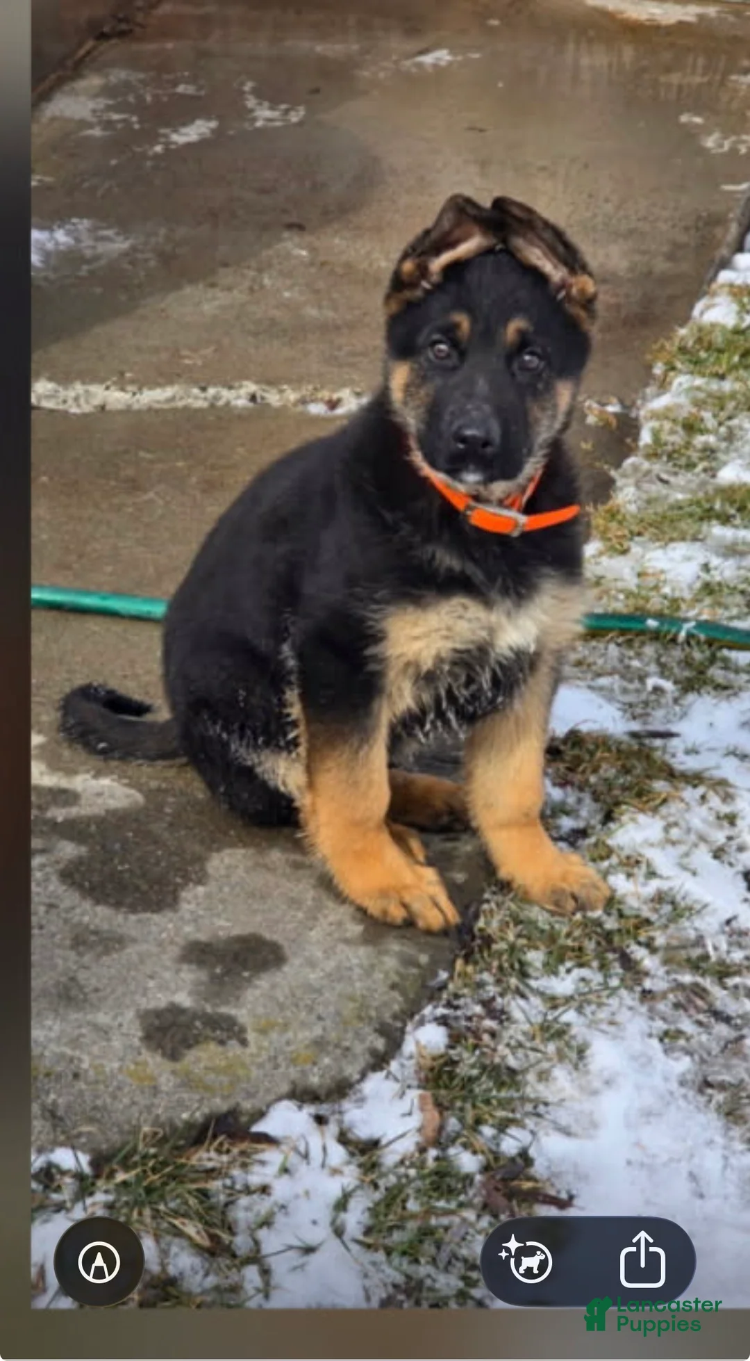 German Shepherd dogs for sale: German Shepherd Puppy 1 - Ad 2