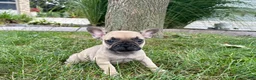 French Bulldog dogs for sale: Bruce - Ad 3