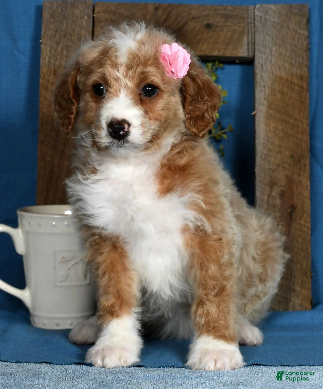 Gallery Image {{count}}