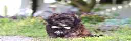 Shihpoo dogs for sale: Tyler - Ad 5
