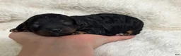 Toy Poodle dogs for sale: Nova - Ad 2