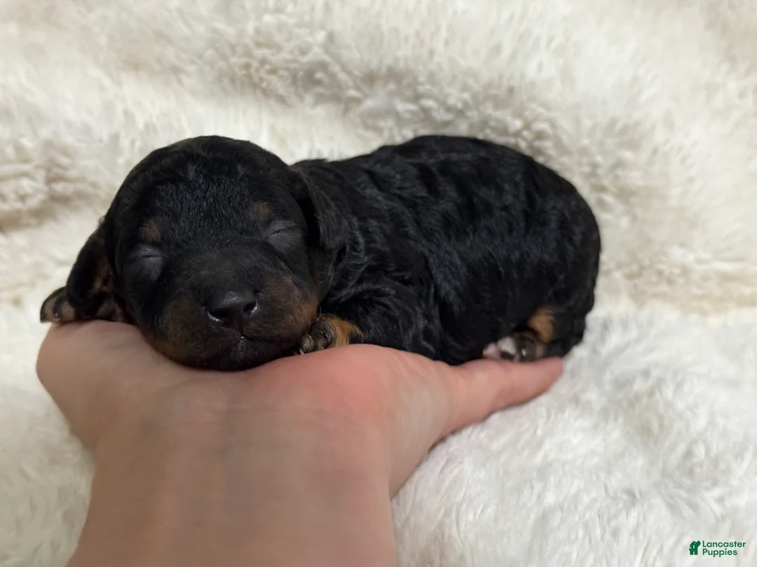 Toy Poodle dogs for sale: Nova - Ad 2