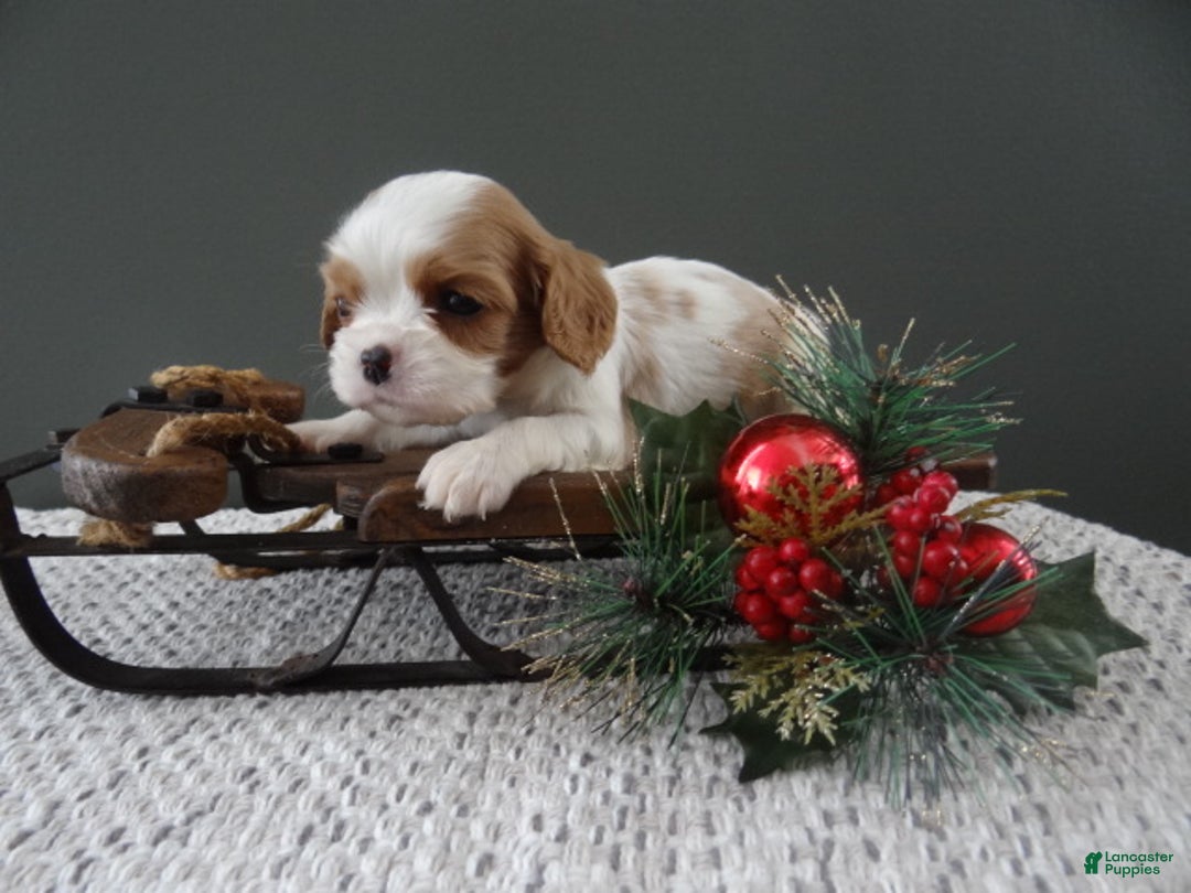 Cavalier King Charles Spaniel dogs for sale: Rena - Ad 5