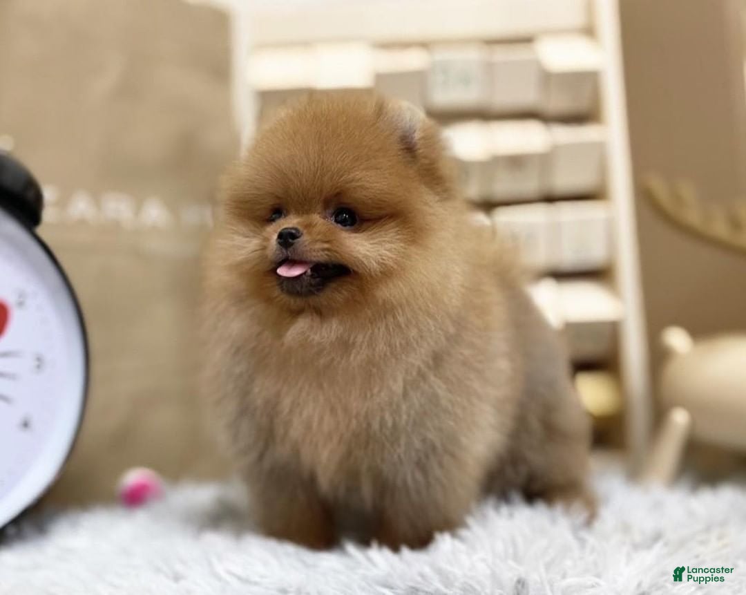 Pomeranian dogs Joy - Ad 2