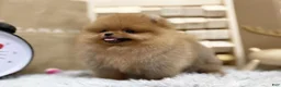 Pomeranian dogs for sale: Joy - Ad 2