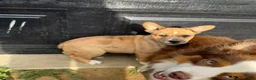 Mixed Breed dogs for sale: Mixed Breed Puppy 3 - Ad 2