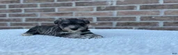 Miniature Schnauzer dogs for sale: Star - Ad 2