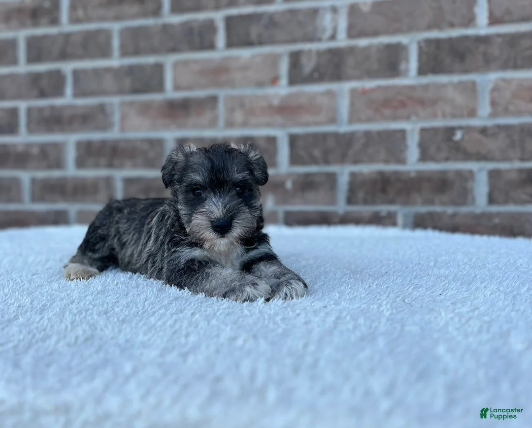 Miniature Schnauzer dogs for sale: Star - Ad 2