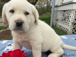 Labrador Retriever dogs Dash - Ad 23