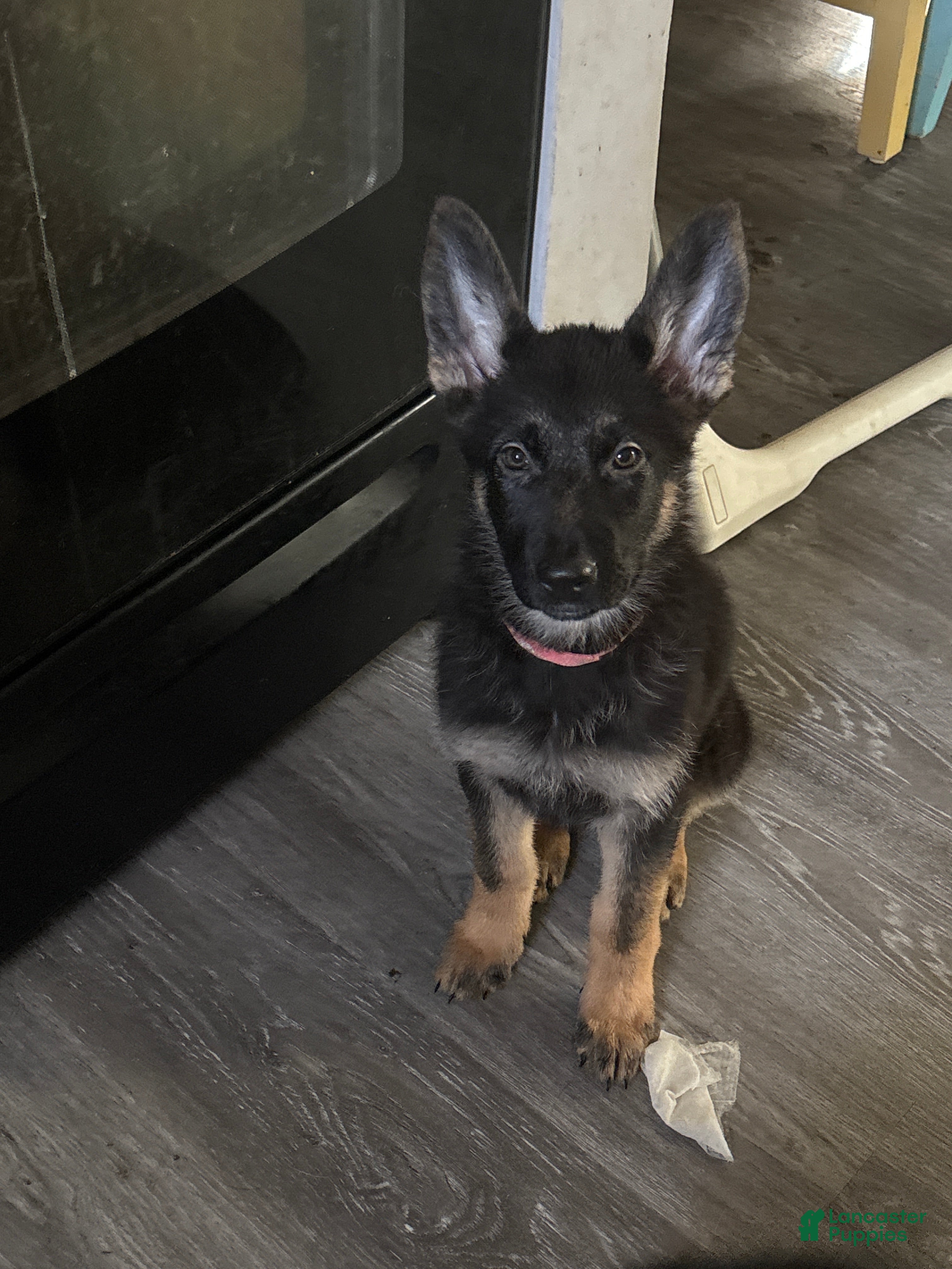 German Shepherd dogs Autumn  - Ad 19