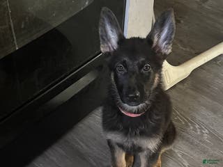 German Shepherd dogs Autumn - Ad 17