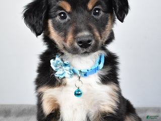 Miniature Australian Shepherd dogs Ocean - Ad 9