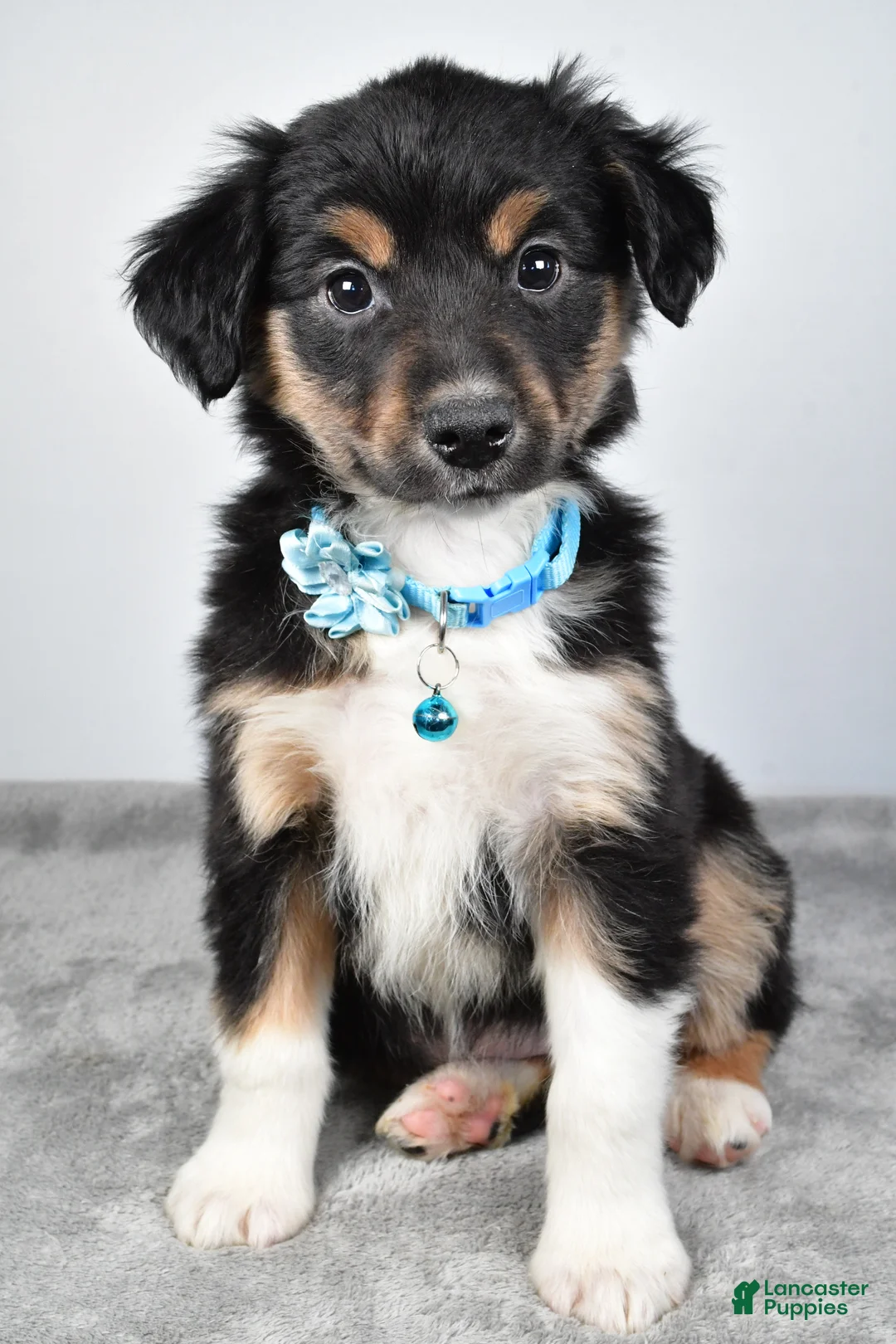 Miniature Australian Shepherd dogs for sale: Ocean - Ad 1