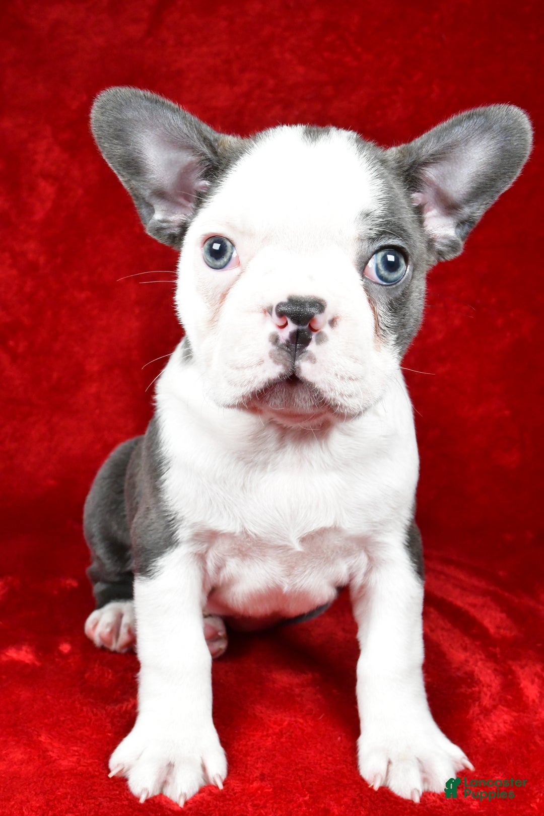 Boston Terrier dogs for sale: Ice - Ad 7