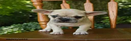 French Bulldog dogs for sale: Moana - Ad 4