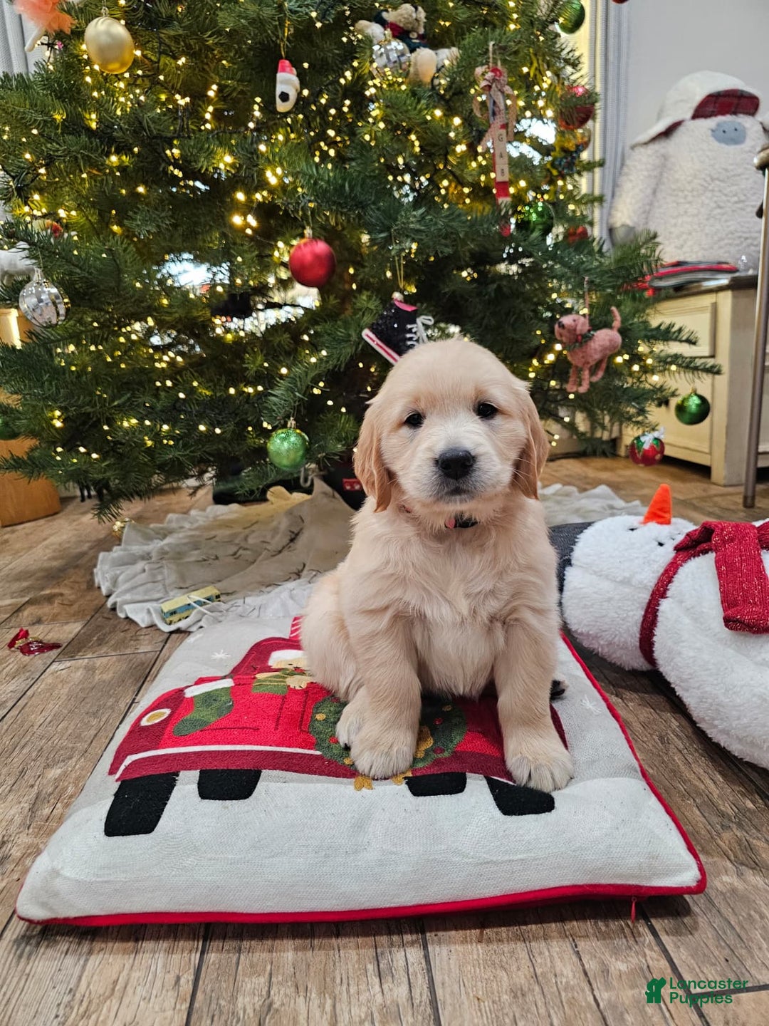 Golden Retriever dogs for sale: Golden Retriever Puppy 6 - Ad 3