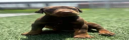Doberman Pinscher dogs for sale: Blaze - Ad 4