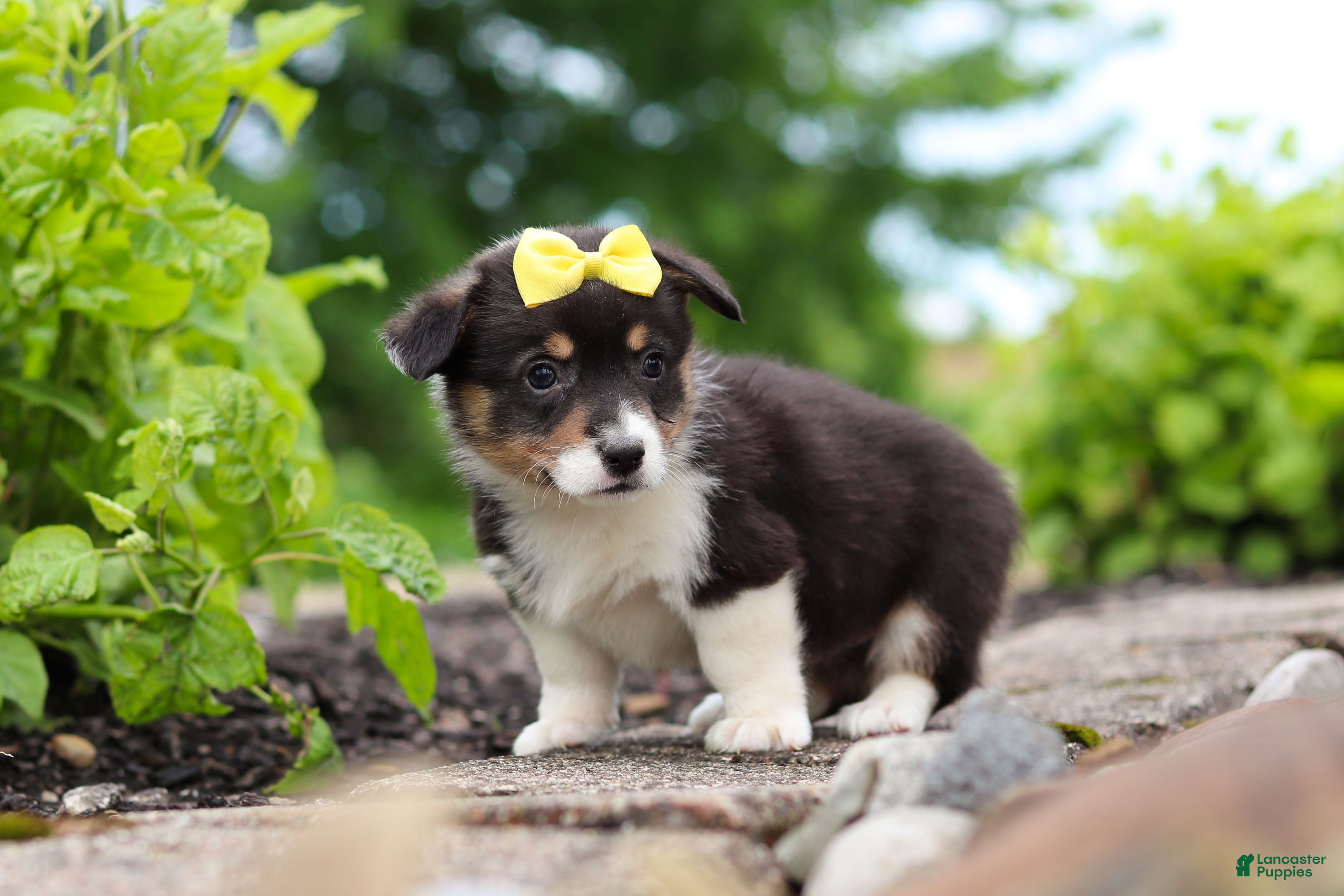 Welsh Corgi Pembroke dogs Nala - Ad 2