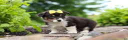 Welsh Corgi Pembroke dogs for sale: Nala - Ad 2